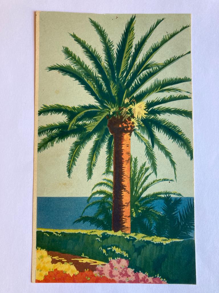 Palm tree in colour